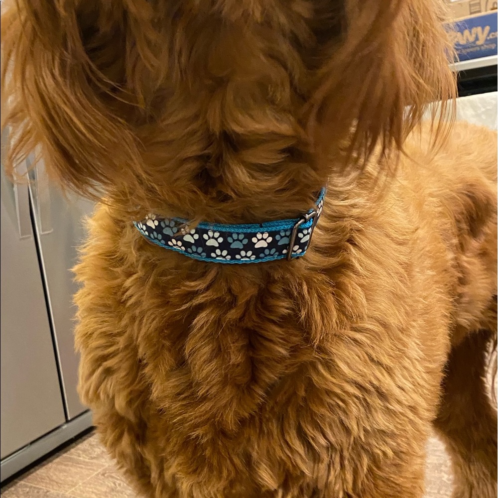 dog collar - Picture 3 of 3